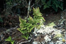 Davallia tasmanii subsp. tasmanii. Fertile fronds on a mature plant.
 Image: P.J. de Lange © Peter de Lange All rights reserved